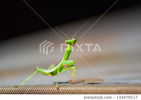 Green Praying Mantis in Hwataoyao Garden Miaoli Taiwan Green Praying Mantis in Hwataoyao Garden Miaoli Taiwan 138470517