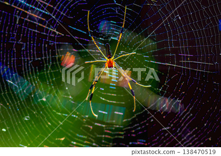 Golden Orb Weaver Spider in Hwataoyao Garden, Taiwan Golden Orb Weaver Spider in Hwataoyao Garden, Taiwan 138470519