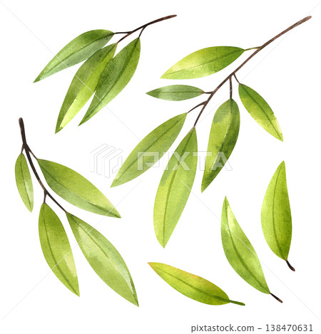 Set of green olive branches, isolated watercolor illustration. Hand drawn Mediterranean plants in a simple style for a food festival design. Botanical drawing of lush foliage. Set of green olive branches, isolated watercolor illustration. Hand drawn Mediterranean plants in a simple style for a food festival design. Botanical drawing of lush foliage. 138470631