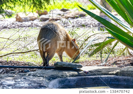 Photograph of a Capybara in the outdoors on a sunny day 138470742
