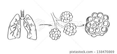 Cells structure sketch Cells structure sketch 138470869