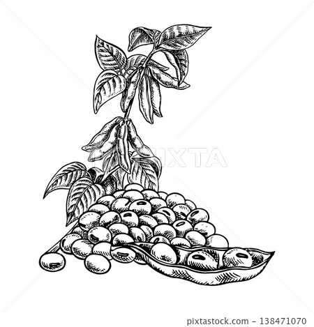 Soy stalk with pods and leaves and a handful of soybeans. Black and white vector graphic illustration. Perfect for creating product labels, posters, banners, menus, and more. Soy stalk with pods and leaves and a handful of soybeans. Black and white vector graphic illustration. Perfect for creating product labels, posters, banners, menus, and more. 138471070