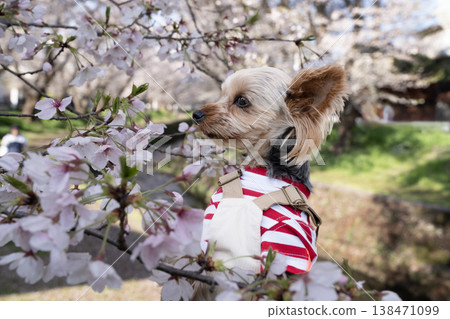 櫻花和約克夏犬 櫻花和約克夏犬 138471099