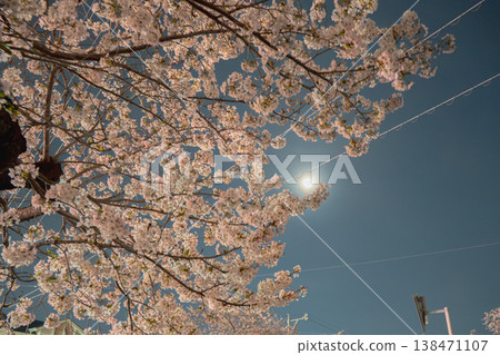 Cherry blossoms at night Cherry blossoms at night 138471107