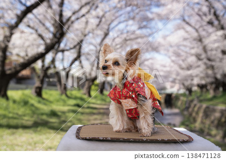 一隻穿著和服、周圍盛開著櫻花的約克夏梗犬 一隻穿著和服、周圍盛開著櫻花的約克夏梗犬 138471128