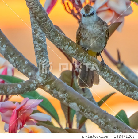 Yellow-vented Bulbul, Pycnonotus goiavier, on a branch, Phuket, Thailand 138471205