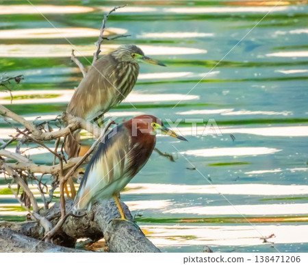 Indian and javan Pond Heron birds, Ardeola grayii and speciosa, on a branch, Phuket, Thailand Indian and javan Pond Heron birds, Ardeola grayii and speciosa, on a branch, Phuket, Thailand 138471206