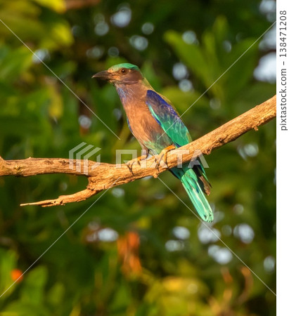 Indian roller bird, Coracias benghalensis, on a branch, Phuket, Thailand 138471208