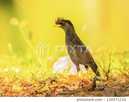 Crested myna or chinese starling bird, Acridotheres cristatellus, walking, Phuket, Thailand Crested myna or chinese starling bird, Acridotheres cristatellus, walking, Phuket, Thailand 138471210