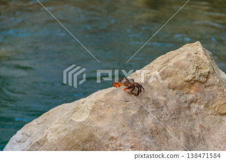 Freshwater river crab (Potamon ibericum) on stone near a mountain river 138471584