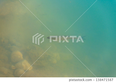 Trout swim in water of a lake Trout swim in water of a lake 138471587