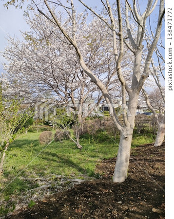 櫻花的風景 櫻花的風景 138471772
