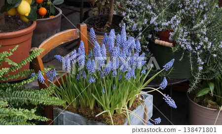 Purple grape hyacinth flowers growing in a wooden planter on outdoor terrace with other potted plants. Spring garden scene for gardening blogs, flower shop, botanical articles and seasonal decoration. Purple grape hyacinth flowers growing in a wooden planter on outdoor terrace with other potted plants. Spring garden scene for gardening blogs, flower shop, botanical articles and seasonal decoration. 138471801