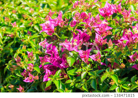 Beautiful blooming bougainvillea in garden Beautiful blooming bougainvillea in garden 138471815