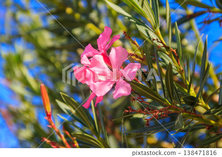 Blooming pink Nerium oleander in a garden 138471816