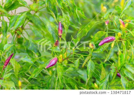 Purple cayenne pepper or chilli pepper in vegetable garden Purple cayenne pepper or chilli pepper in vegetable garden 138471817