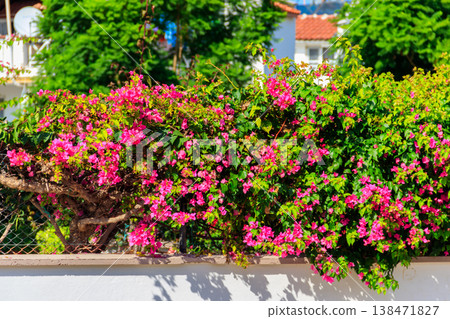 Beautiful blooming bougainvillea in garden Beautiful blooming bougainvillea in garden 138471827