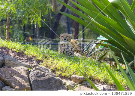 Photograph of a Cheetah in the outdoors on a sunny day Photograph of a Cheetah in the outdoors on a sunny day 138471839
