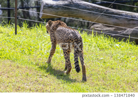 Photograph of a Cheetah in the outdoors on a sunny day 138471840