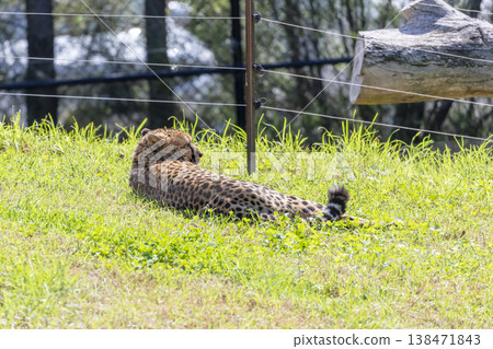 Photograph of a Cheetah in the outdoors on a sunny day 138471843