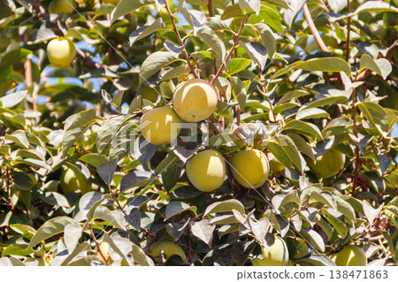 Unripe persimmon fruits hanging on tree branches in the garden 138471863
