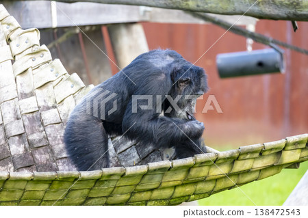 Photograph of a large Chimpanzee eating food Photograph of a large Chimpanzee eating food 138472543