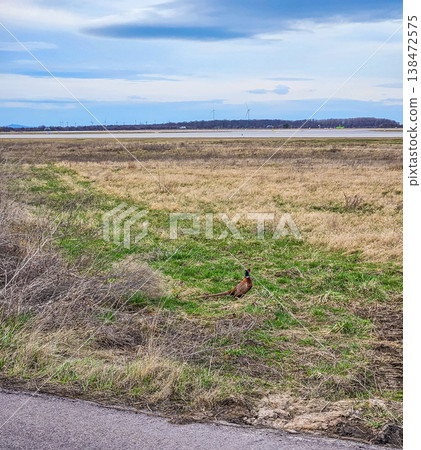 Male pheasant in a grassy field with wind turbines on the horizon under a cloudy sky. Male pheasant in a grassy field with wind turbines on the horizon under a cloudy sky. 138472575