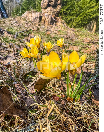 Close-up of yellow crocus flowers blooming in a sunny spring forest with a blurred background. 138472577