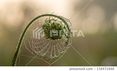 Spider Web on Green Stem Closeup. 138472898