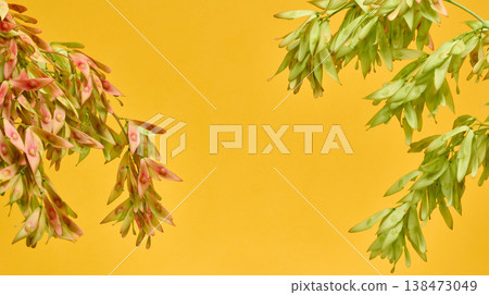 Ash branches with clusters of winged seeds on a bright yellow background Ash branches with clusters of winged seeds on a bright yellow background 138473049
