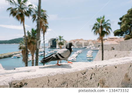 Bird Resting On Stone Fortress With Sunlit Yachts And Palm Trees Nearby Bird Resting On Stone Fortress With Sunlit Yachts And Palm Trees Nearby 138473332