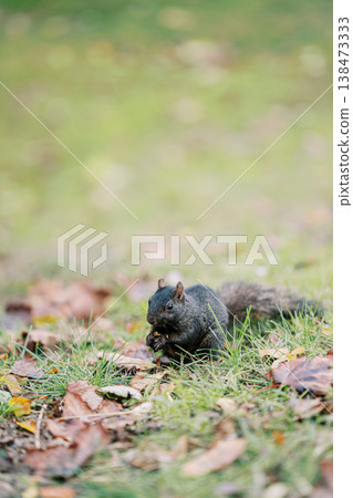 Overcast Weather Spotlights Lone Bird Exploring Damp Autumn Grass Area 138473333