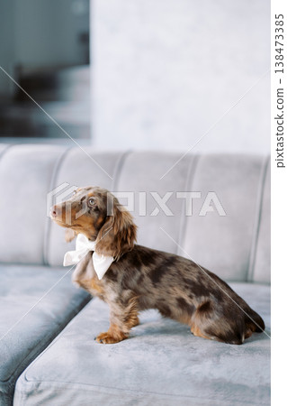 Large Sunny Room Features Peaceful Dog Lying Comfortably On Couch Large Sunny Room Features Peaceful Dog Lying Comfortably On Couch 138473385
