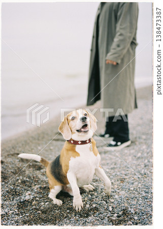 Relaxed Beagle Seated On Rocky Shore With Attentive Expression 138473387