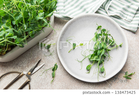 Harvesting fresh pea shoots microgreens for healthy eating 138473425
