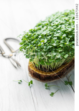 Microgreens growing on white table with scissors Microgreens growing on white table with scissors 138473442