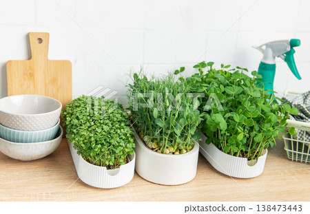 Microgreens growing in pots on kitchen countertop Microgreens growing in pots on kitchen countertop 138473443
