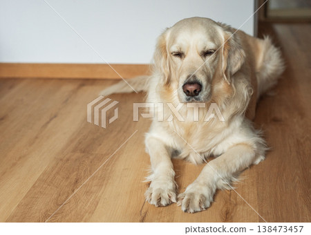 Golden retriever dog relaxing on wooden floor indoors Golden retriever dog relaxing on wooden floor indoors 138473457