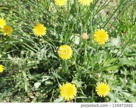 The hawkweed looks just like a dandelion. The hawkweed looks just like a dandelion. 138473888