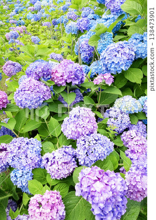 Hydrangea in full bloom Hydrangea in full bloom 138473901