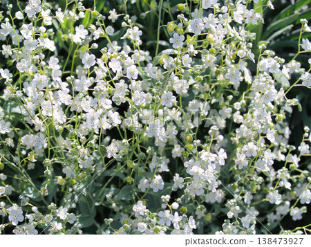 White Omphalodes White Omphalodes 138473927