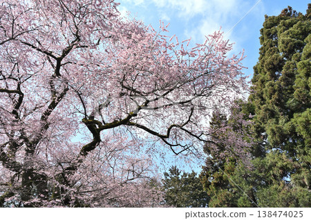 Cherry blossoms in full bloom shining in the blue sky Cherry blossoms in full bloom shining in the blue sky 138474025