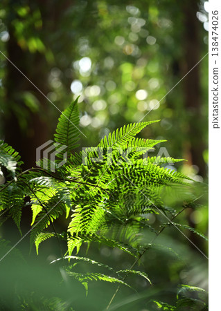 Fern leaves shining in the light Fern leaves shining in the light 138474026