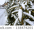 Snow-Covered Evergreen Hedge Close-Up On A Winter Day In A Residential Neighborhood 138474201