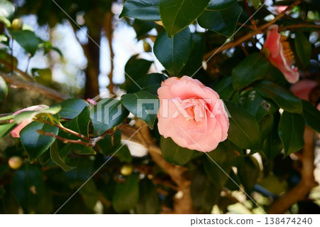 Camellia blooms 138474240