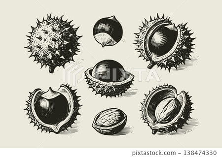 Chestnut shells and nuts in hand-drawn style on light background, concept of nature harvest and botanical elements 138474330