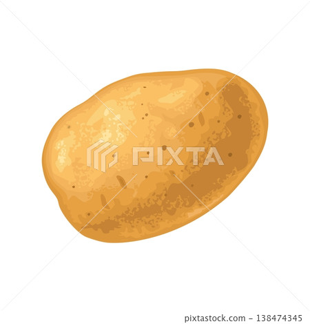 Potato root whole. Vector color realistic illustration. Potato root whole. Vector color realistic illustration. 138474345