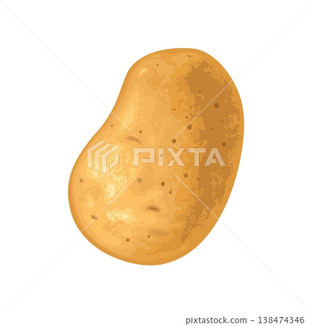 Potato root whole. Vector color realistic illustration. 138474346