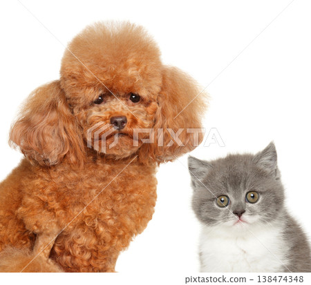 Red toy poodle and grey kitten posing side by side 138474348