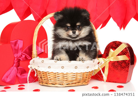 Pomeranian puppy sits in basket surrounded by red hearts 138474351